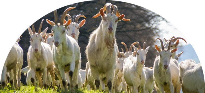 Medientitel/Linktitel