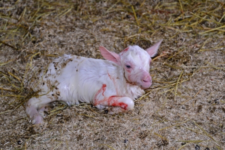 Medientitel/Linktitel