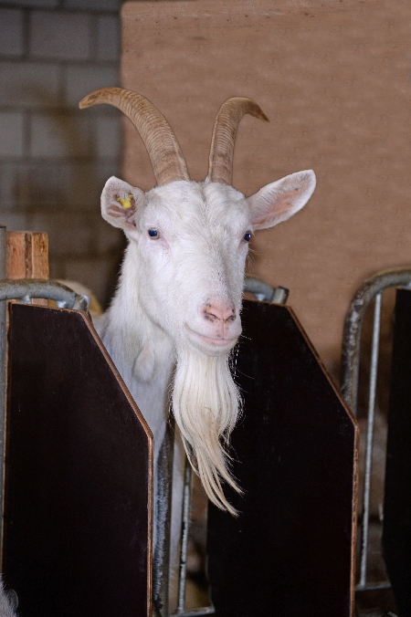 Medientitel/Linktitel