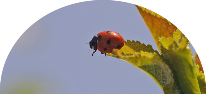 Medientitel/Linktitel