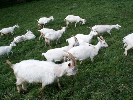 Medientitel/Linktitel